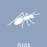 We treat ant infestations