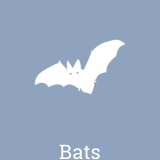 We treat bat infestations