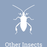 We treat insect infestations