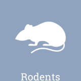 We treat rodent infestations