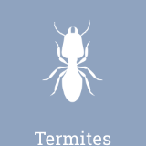 We treat termite infestations